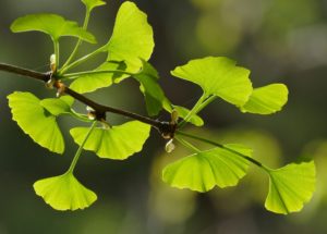 Tree of Life Baumbestattung: Ginkgo Tree of Life Baumbestattung: Ginkgo