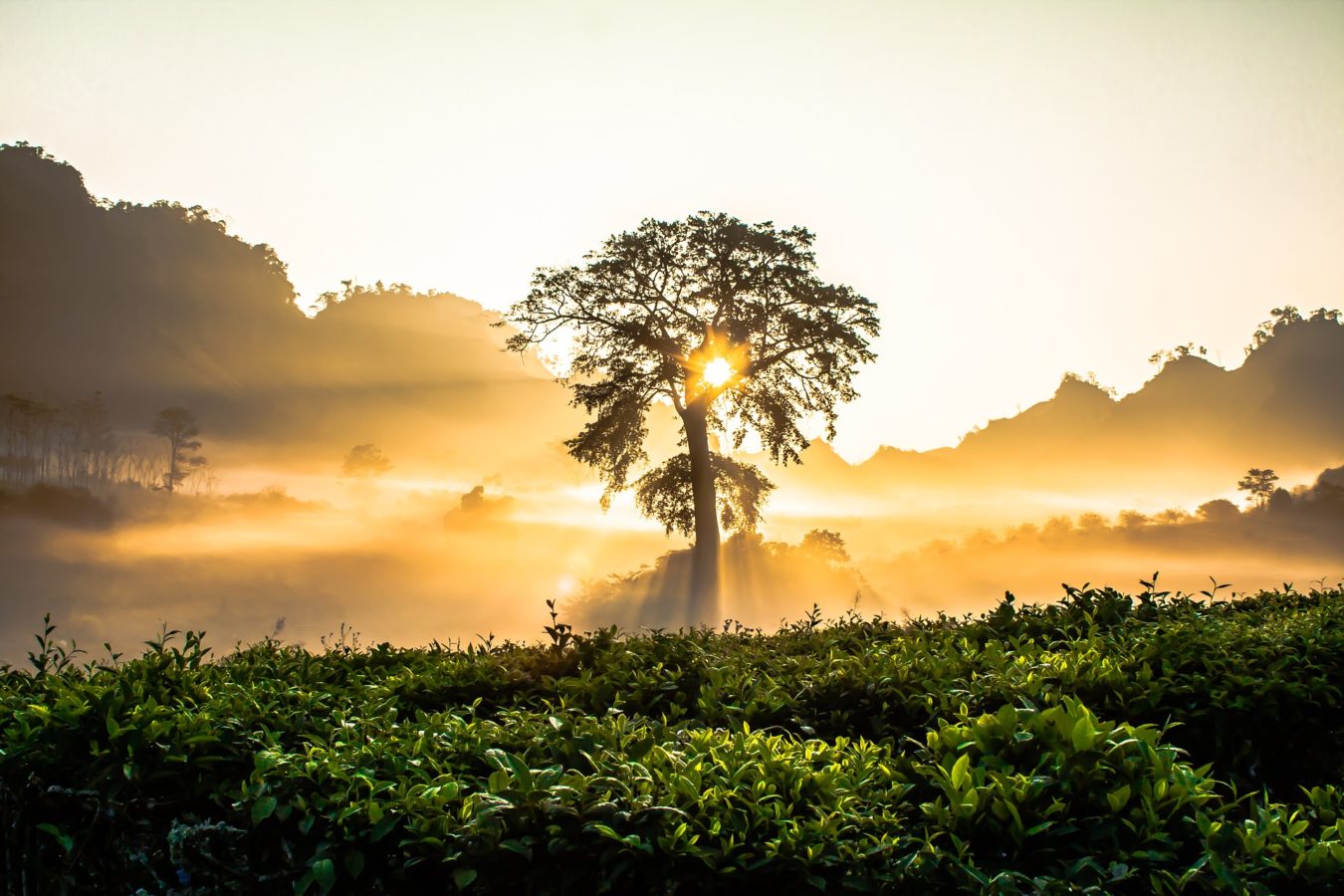 Tree of Life Bestattung Kosten und Ablauf der Baumbestattung