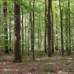 Baumbestattung planen