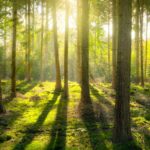 Friedhof in Hamburg finden: Waldbestattung planen