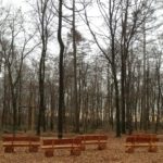 Waldbestattung im RuheForst Cappenberg planen
