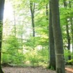 Waldbestattung im RuheForst Bad Arolsen planen