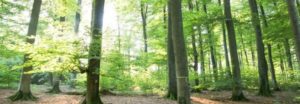 Waldgebiet im RuheForst Bad Arolsen