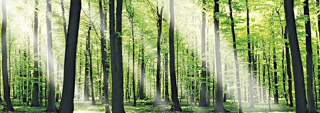 Waldbild | Quelle: RuheForst Bückeburg Waldbild im RuheForst Bückeburg