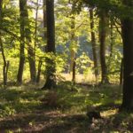 Bestattung im RuheForst Eberswalde planen
