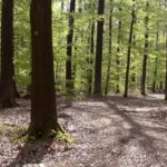 Bestattung im RuheForst Kaufungen planen