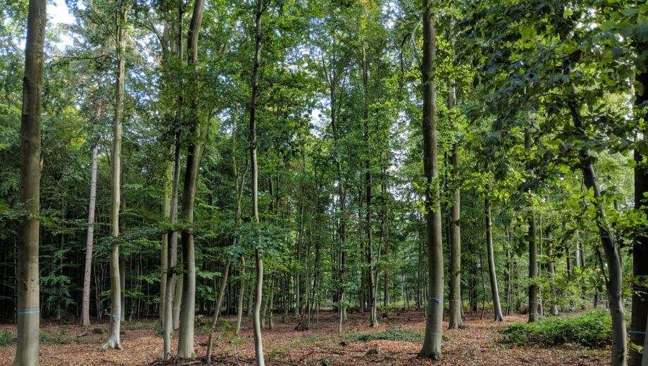 friedwald-goch-tannenbusch