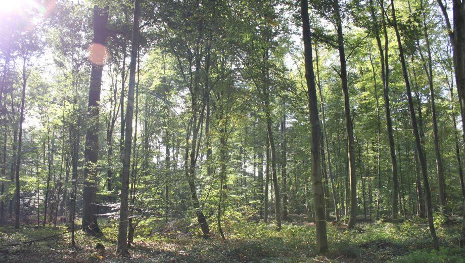 friedwald-goch-tannenbusch_waldbild