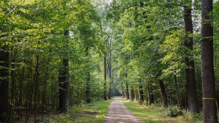 FriedWald DessauWörlitz in Oranienbaum Anfahrt, Lage