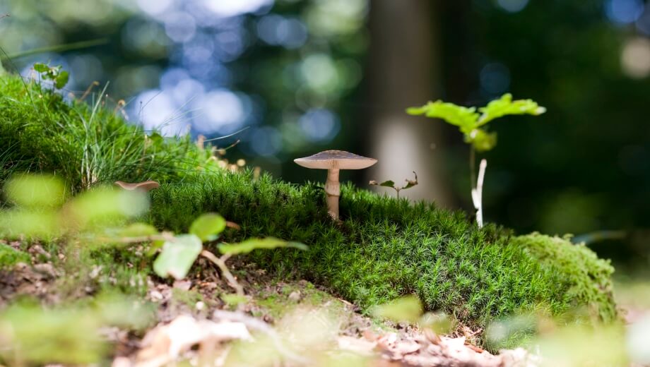 FriedWald_Michelstadt_im_Odenwald