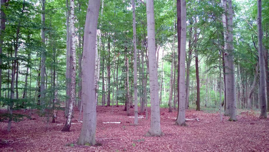 friedwald-waldenburg_waldbild