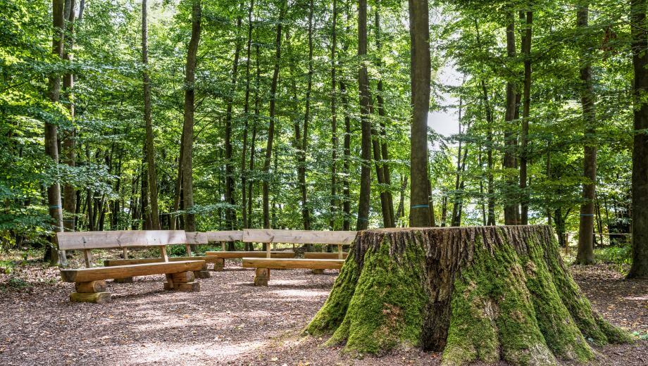 Andachtsplatz mit Baumstumpf | Quelle: FriedWald Lich Andachtsplatz mit Baumstumpf | Quelle: FriedWald Lich