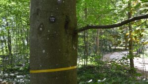Freier Baum | Quelle: FriedWald Duttenstein Freier Baum | Quelle: FriedWald Duttenstein