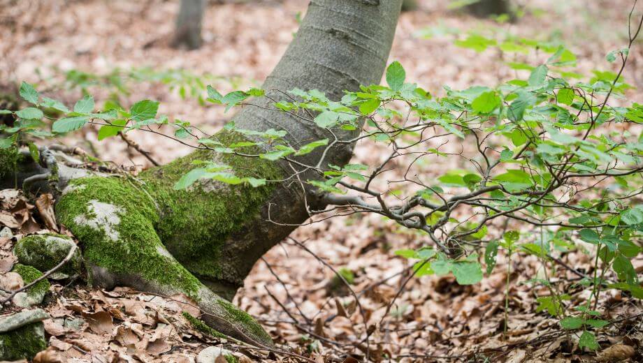 Baum | Quelle: FriedWald Bad Berka Baum | Quelle: FriedWald Bad Berka