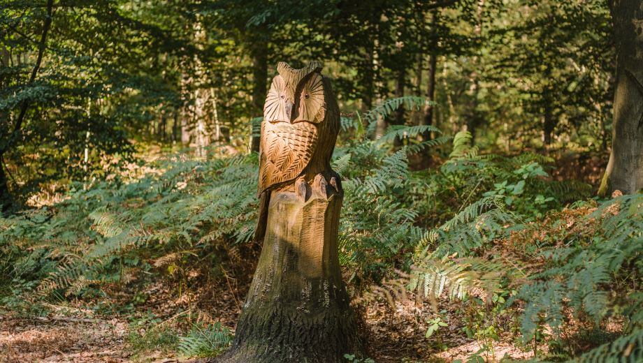 Quelle: FriedWald Hasbruch Quelle: FriedWald Hasbruch