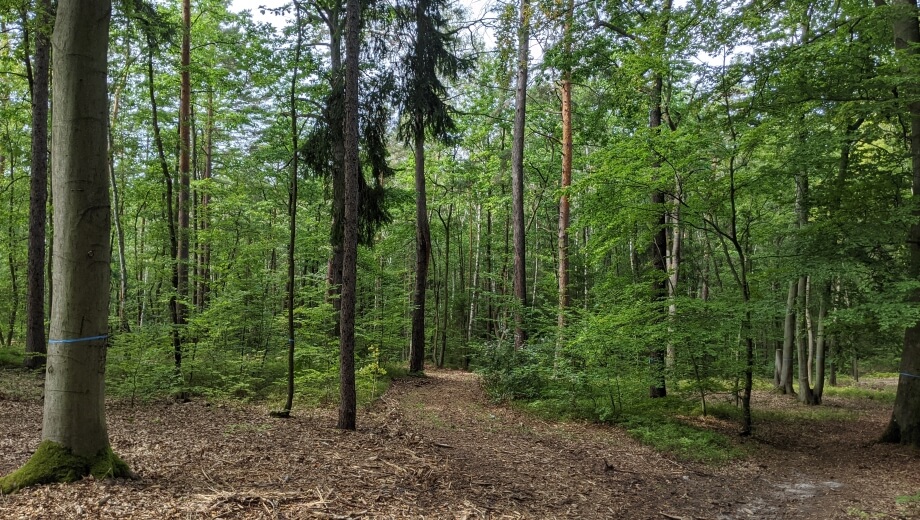 FriedWald Rudolstädter Hain, Waldbild | Quelle: FriedWald GmbH FriedWald Rudolstädter Hain, Waldbild | Quelle: FriedWald GmbH