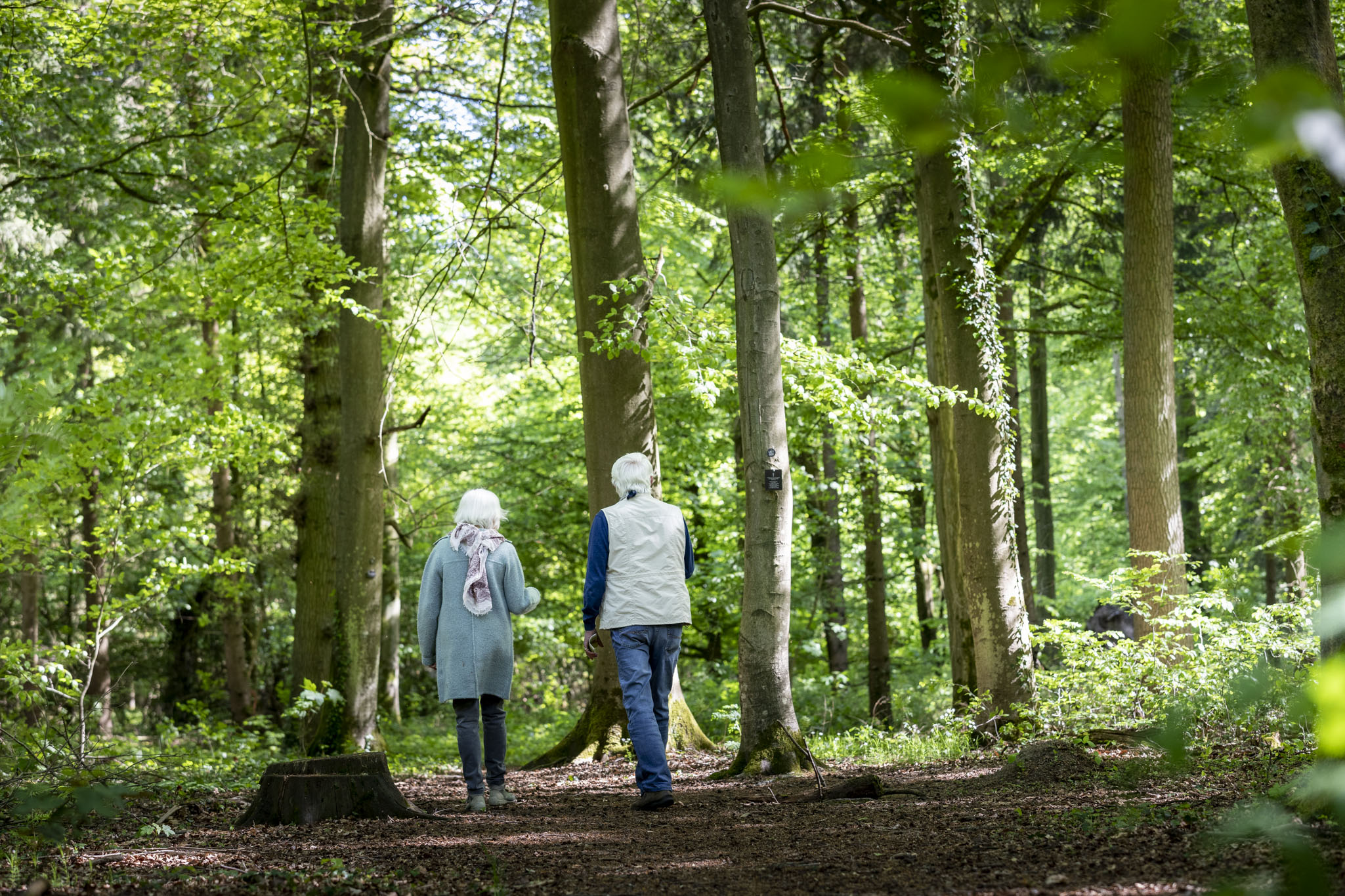 Waldspaziergang im FriedWald Waldspaziergang im FriedWald