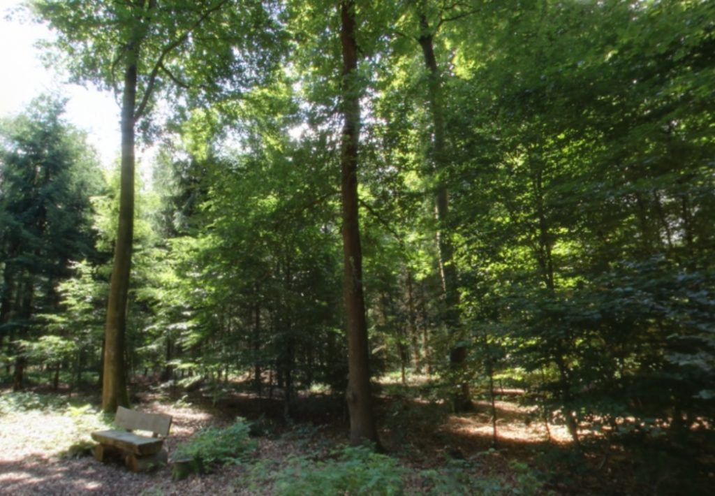 Ruhebank | Quelle: RuheForst Kirchlinteln Ruhebank | Quelle: RuheForst Kirchlinteln