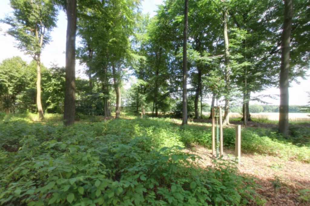 Waldbild | Quelle: RuheForst Kirchlinteln Waldbild | Quelle: RuheForst Kirchlinteln