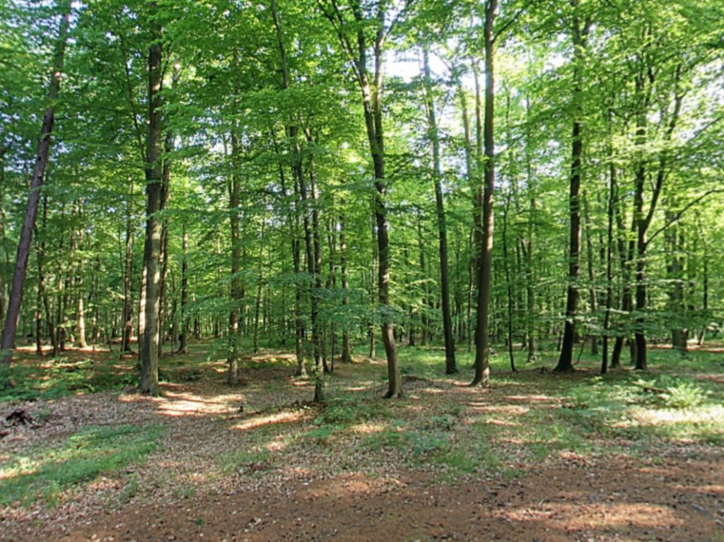 RuheForst Rostocker Heide, Waldweg | Quelle: RuheForst RuheForst Rostocker Heide, Waldweg | Quelle: RuheForst