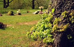 Tree of Life Baumbestattung: Baumgrab auf städtischem Friedhof