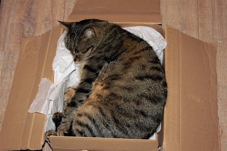 In einem Karton, in einem Handtuch oder in einer Decke können Sie eine Katze beerdigen