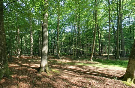 RuheForst Rostocker Heide, Waldbild | Quelle: RuheForst