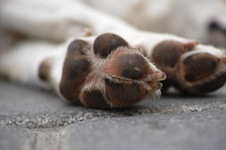 Tierbestattungen: Trauerfeier für Haustiere