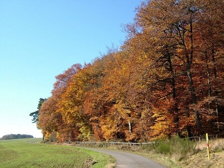 Zufahrt im Herbst | Quelle: RuheForst Hunsrück