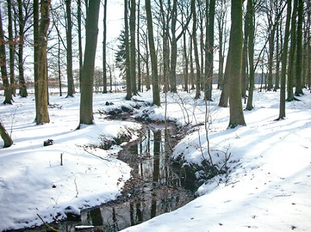 Winter | Quelle: RuheForst Hartenholm/Segeberger Heide