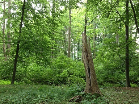 Bäume | Quelle: RuheForst Rutenmühle
