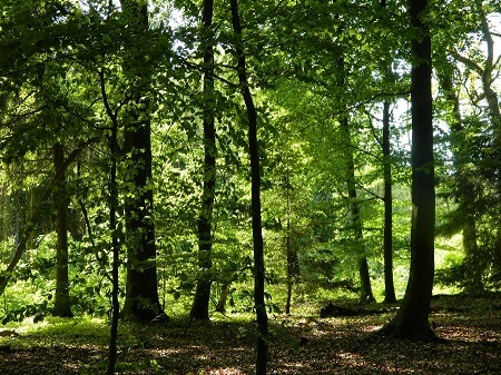 Waldbild | Quelle: RuheForst Rutenmühle