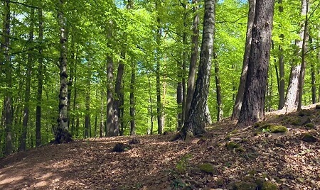 Waldbild | Quelle: RuheForst Südspessart Stadtprozelten