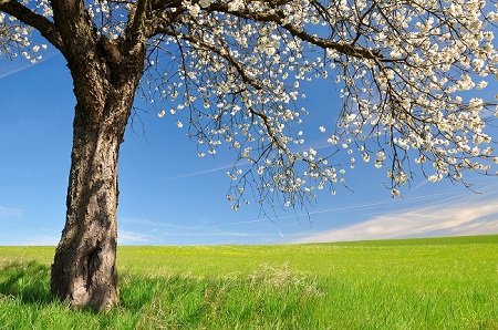 Blühender Baum an einem Feld