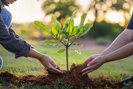 Zwei Menschen pflanzen einen Erinnerungsbaum