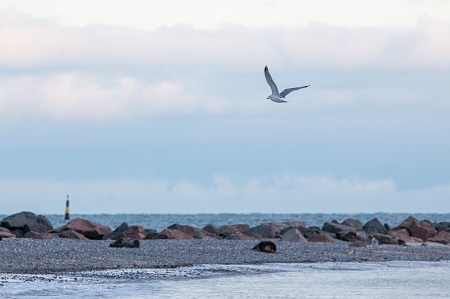 Möwe über der Nordsee bei Helgoland