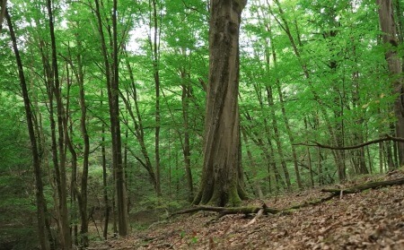 Einzelner Baum | Quelle: RuheForst Coburger Land