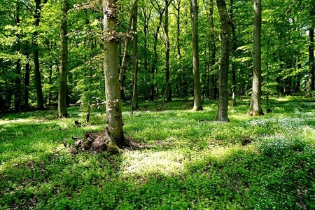 Waldbild | Quelle: RuheForst Bell am Laacher See