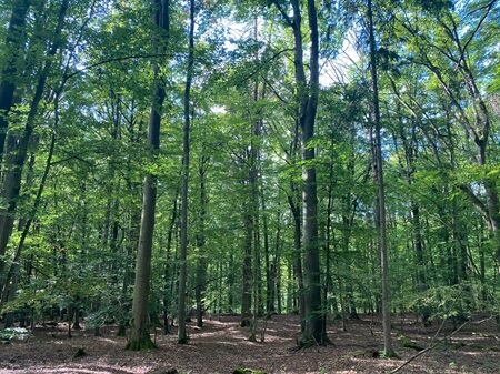 Waldbild | Quelle: RuheForst Coburger Land