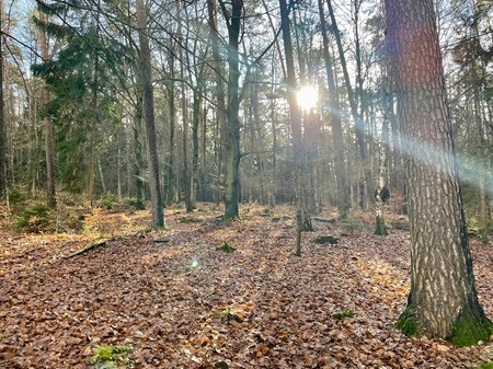 Gegenlicht im Wald | Quelle: RuheForst Eichenzell