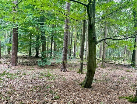 Waldbild | Quelle: RuheForst Eichenzell