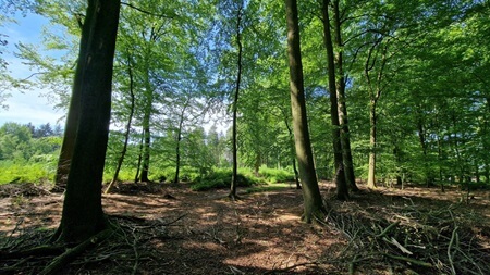 Waldbild | Quelle: RuheForst Hellwege