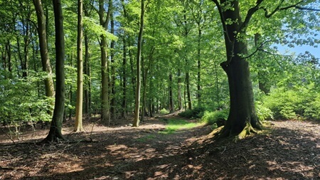 Waldweg | Quelle: RuheForst Hellwege