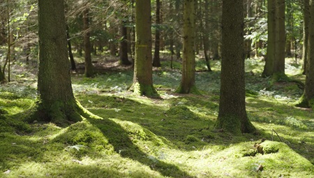 Waldbild | Quelle: RuheForst Riedlingen