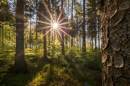 Sonne scheint zwischen Bäumen hindurch | Quelle: RuheForst Olbernhau