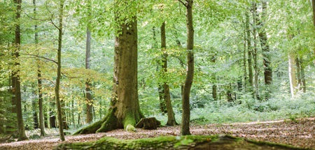 Waldbild | Quelle: FriedWald Biberach Waldbild | Quelle: FriedWald Biberach