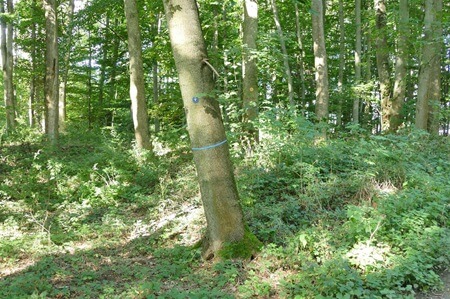 RuheBiotop | Quelle: RuheForst Marienthal RuheBiotop | Quelle: RuheForst Marienthal