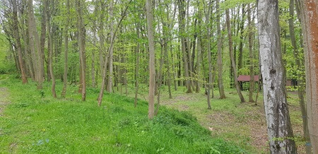 Waldbild | Quelle: RuheForst Marienthal Waldbild | Quelle: RuheForst Marienthal
