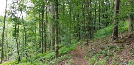 Waldweg | Quelle: RuheForst Marienthal Waldweg | Quelle: RuheForst Marienthal