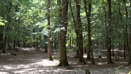 Waldbild | Quelle: RuheForst Rheinhessen-Nahe Waldbild | Quelle: RuheForst Rheinhessen-Nahe